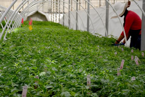 Cannabis in San Luis Obispo County