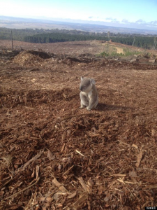 Cal Poly Koala