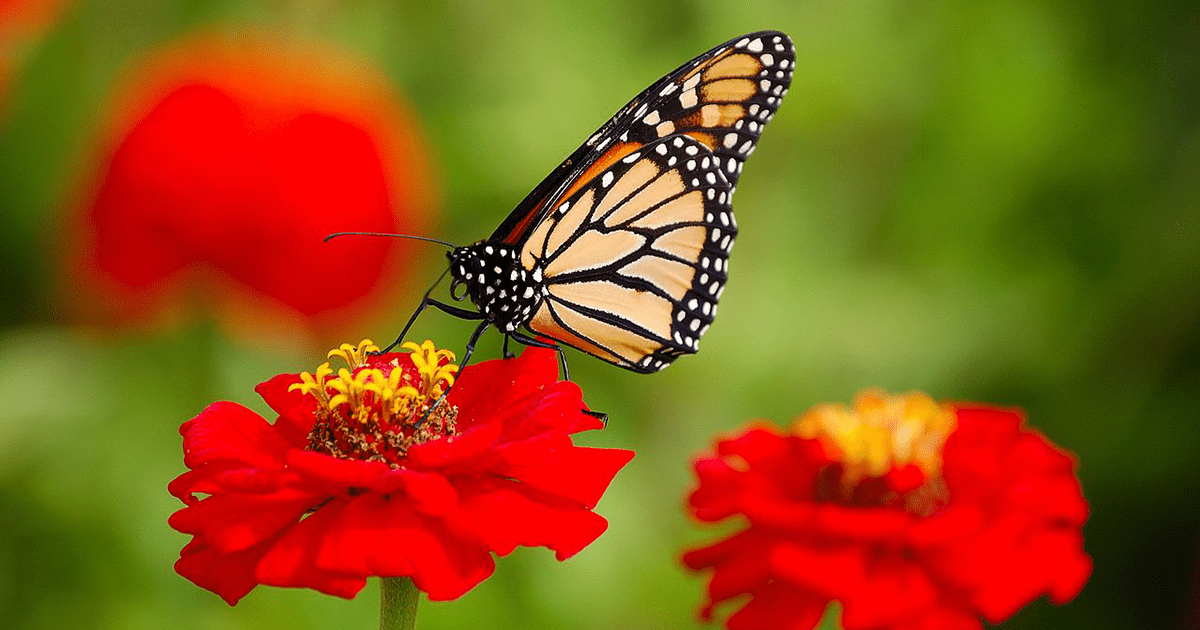SLO Botanical Garden Presents: The Mystery of Monarch Migration