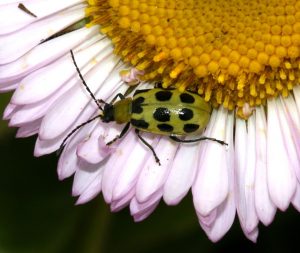 slo botanical garden 