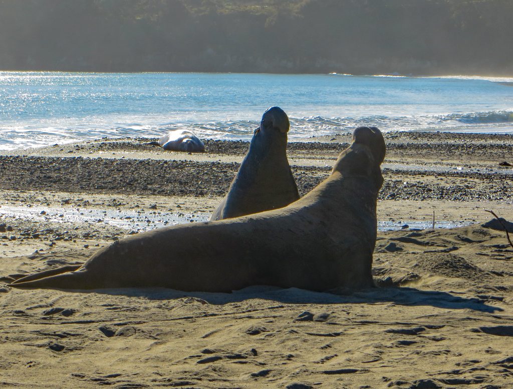 elephant seals