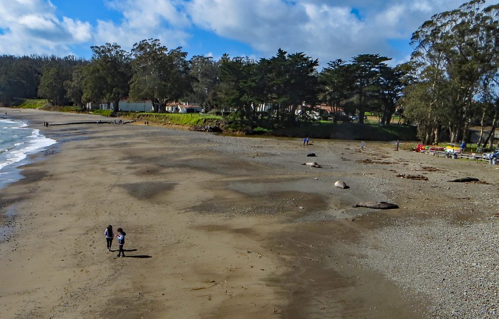 elephant seals