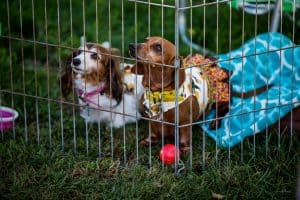 woods humane society
