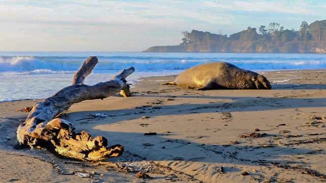elephant seals