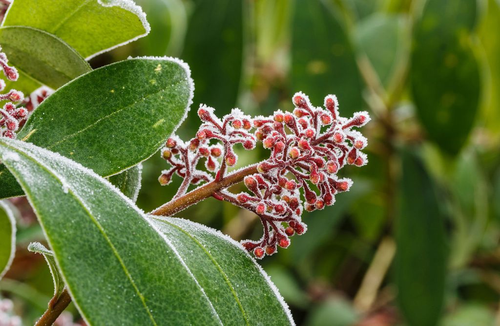 slo botanical garden