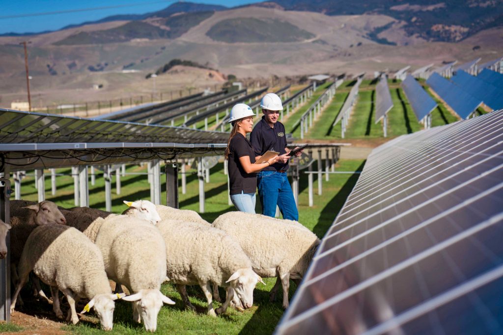cal poly solar