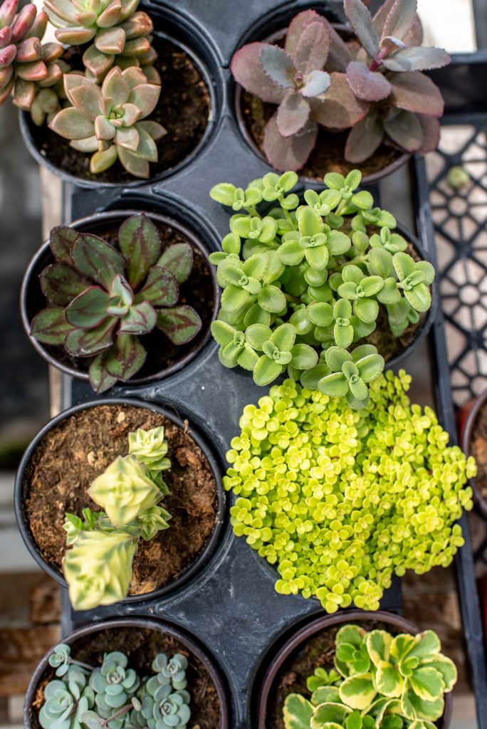 cal poly succulents